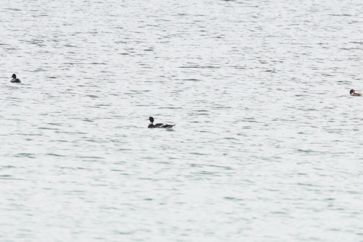 Red-breasted Merganser - ML645893729