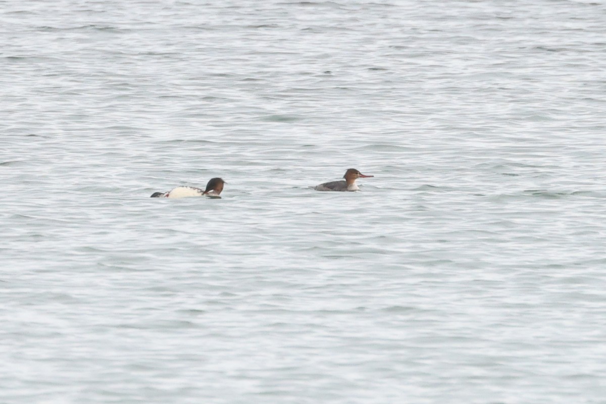 Red-breasted Merganser - ML645893730