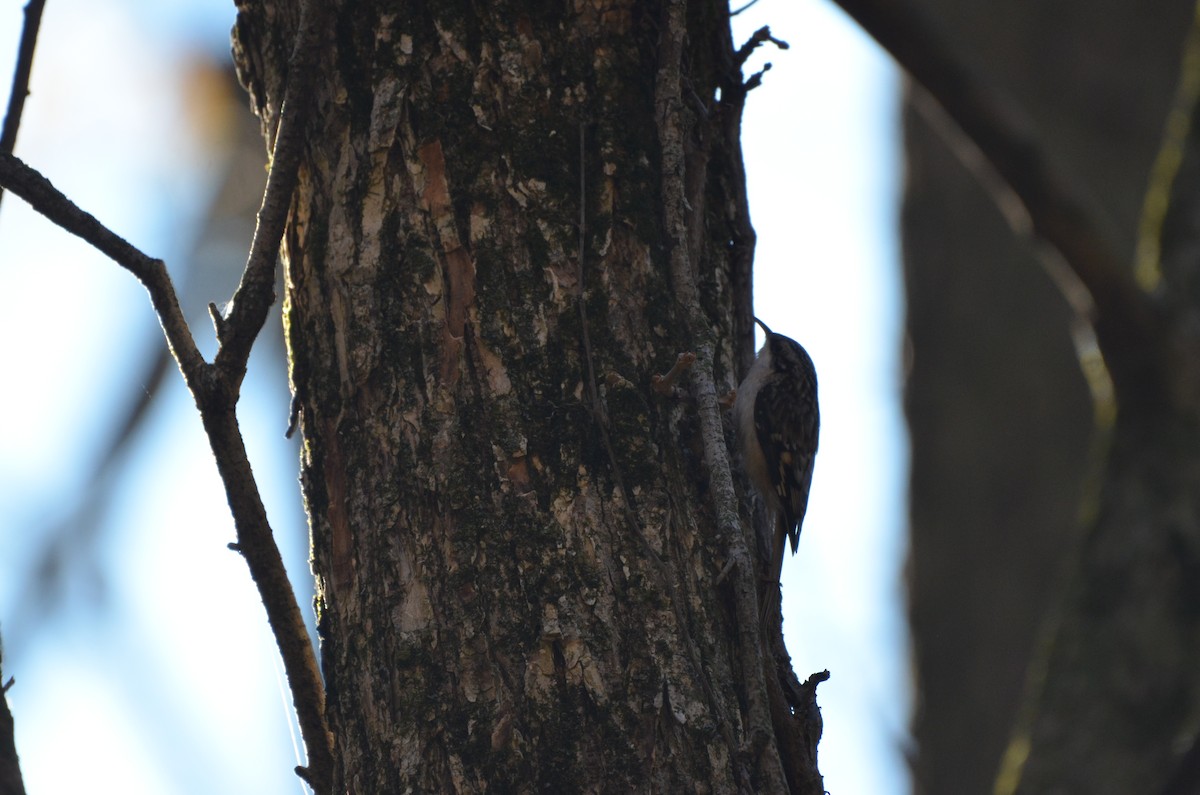 Brown Creeper - ML645893731