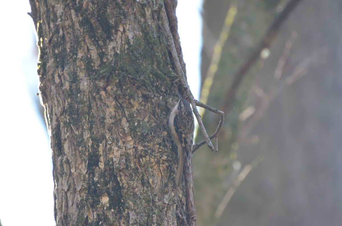 Brown Creeper - ML645893732