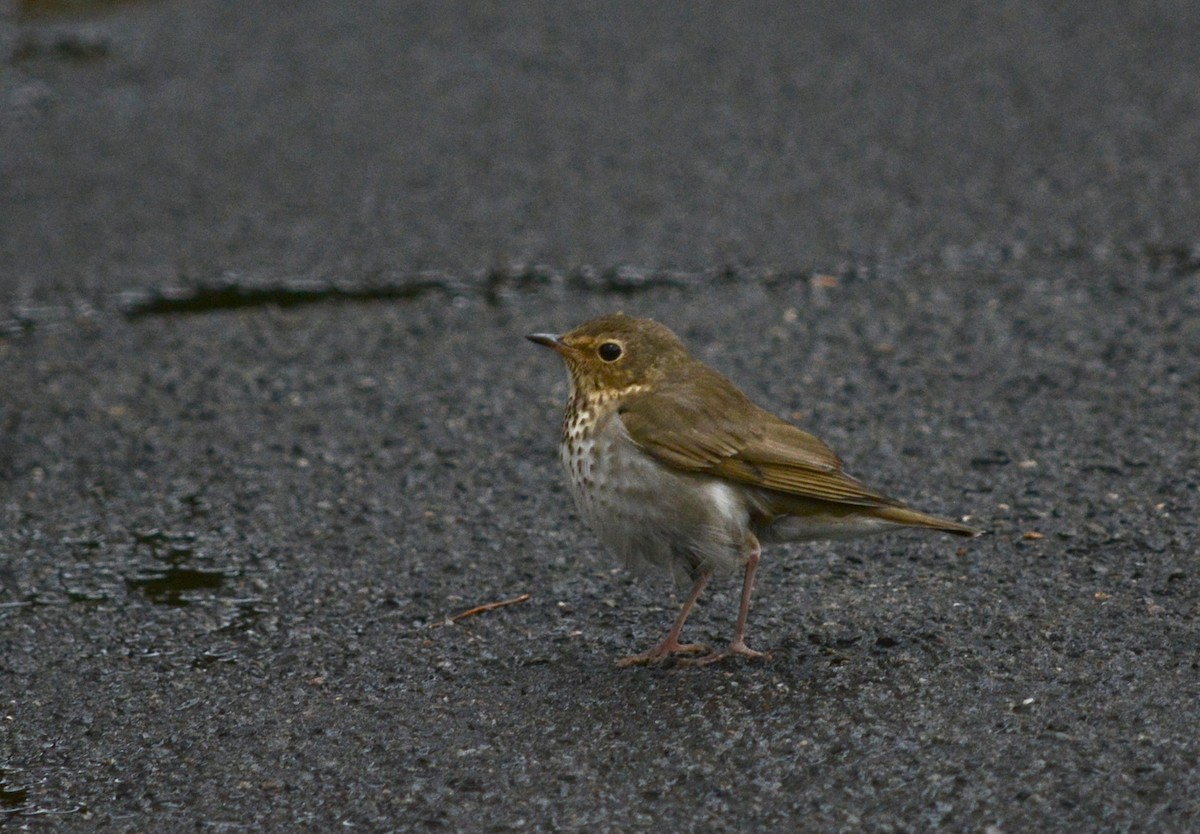 Swainson's Thrush - ML645893735