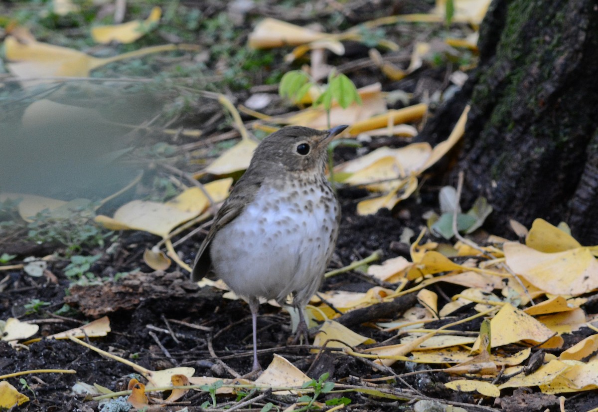 Swainson's Thrush - ML645893737
