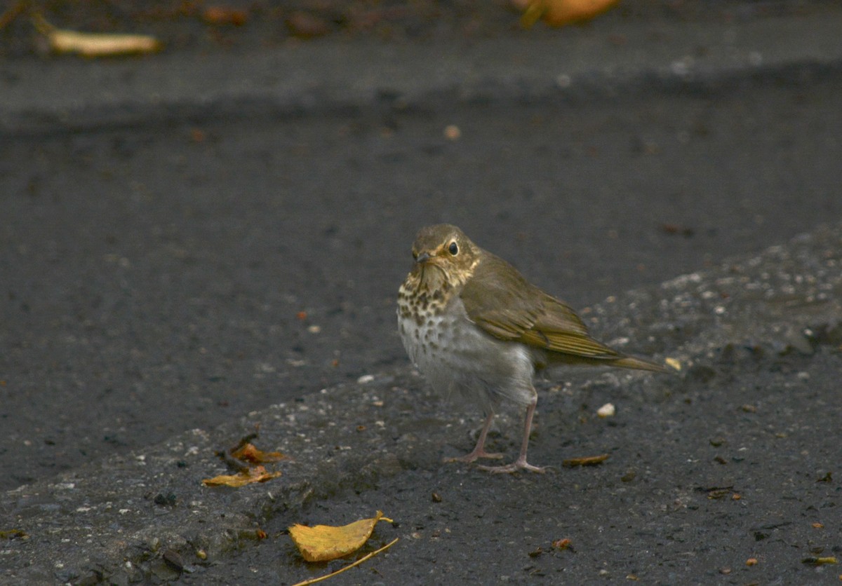 Swainson's Thrush - ML645893738