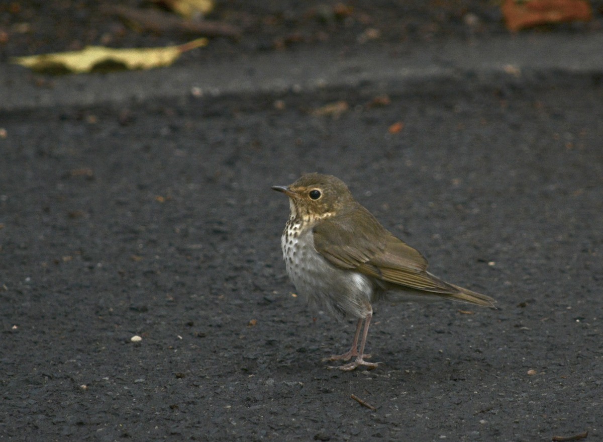 Swainson's Thrush - ML645893739