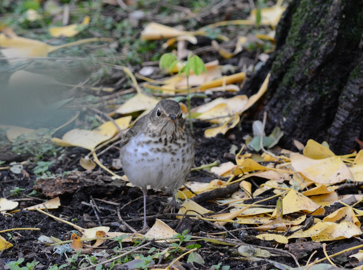 Swainson's Thrush - ML645893741