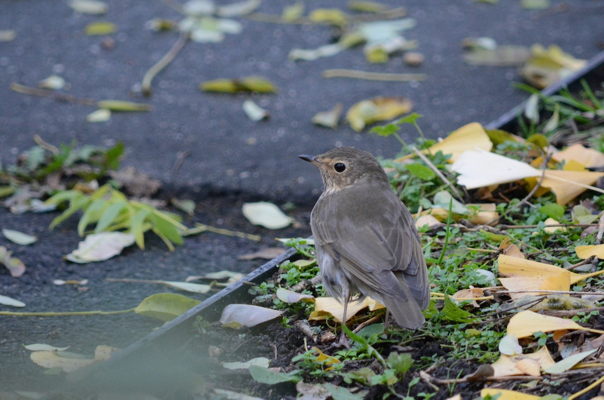 Swainson's Thrush - ML645893743