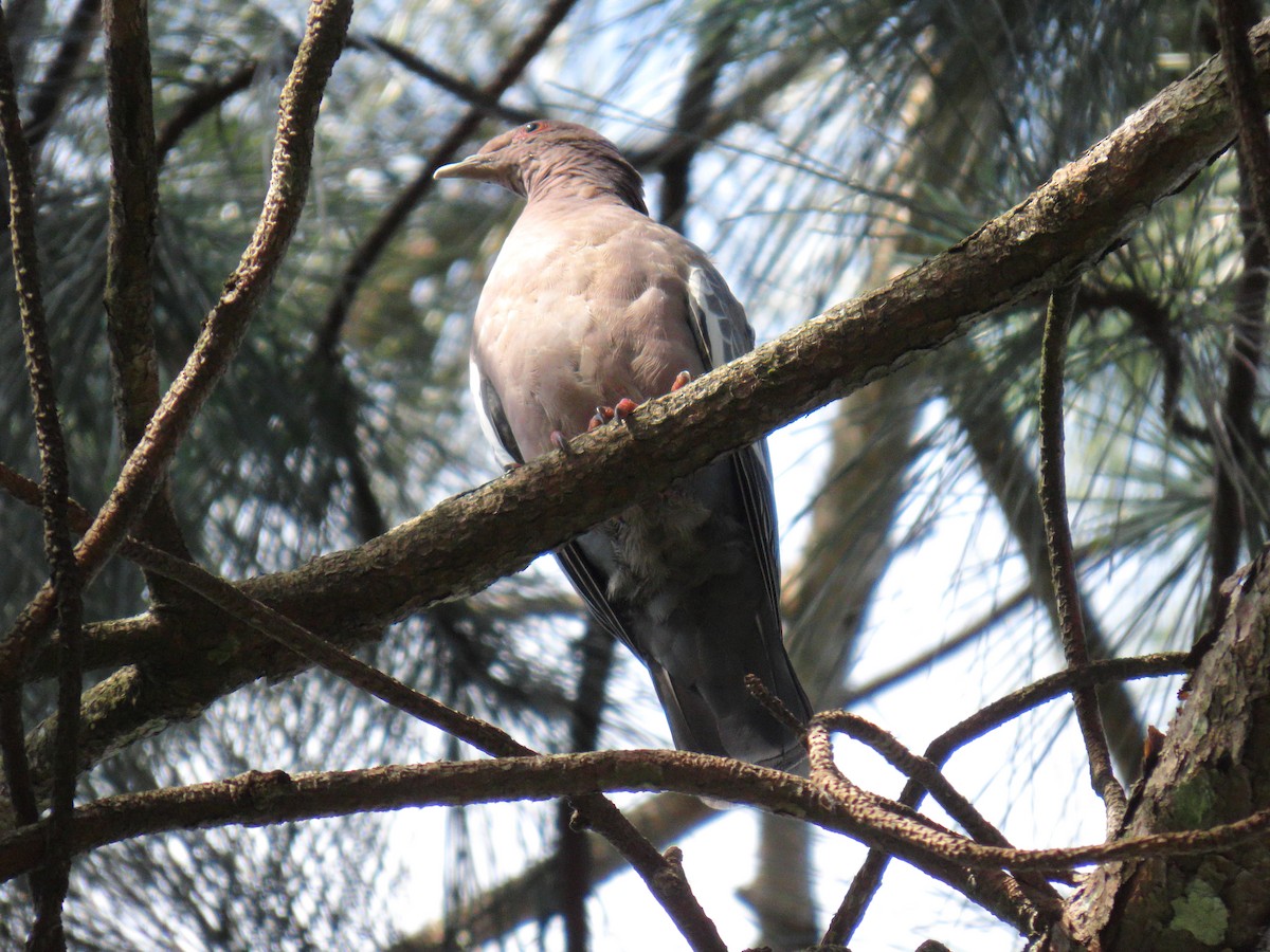 Picazuro Pigeon - ML645893744