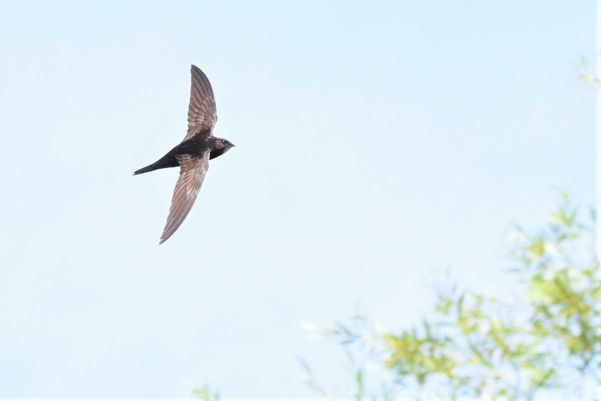 Common Swift - ML645893745