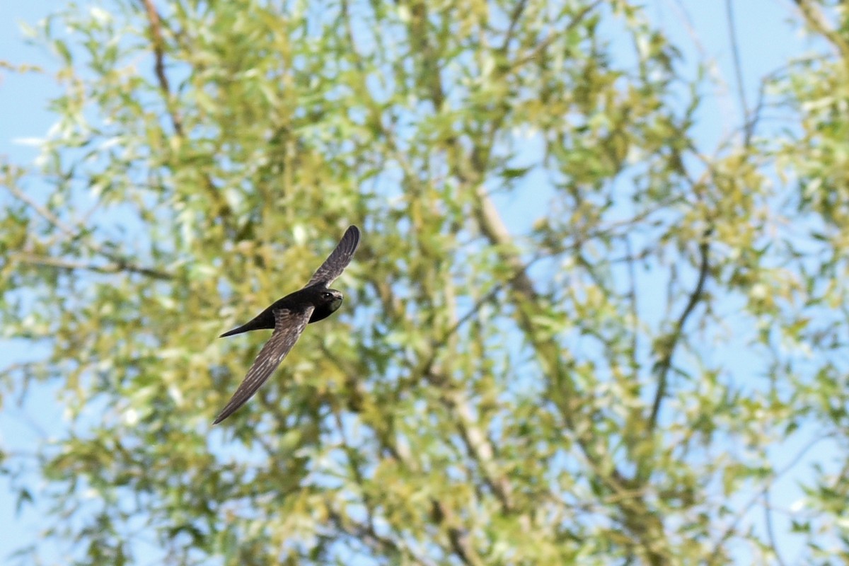 Common Swift - ML645893746