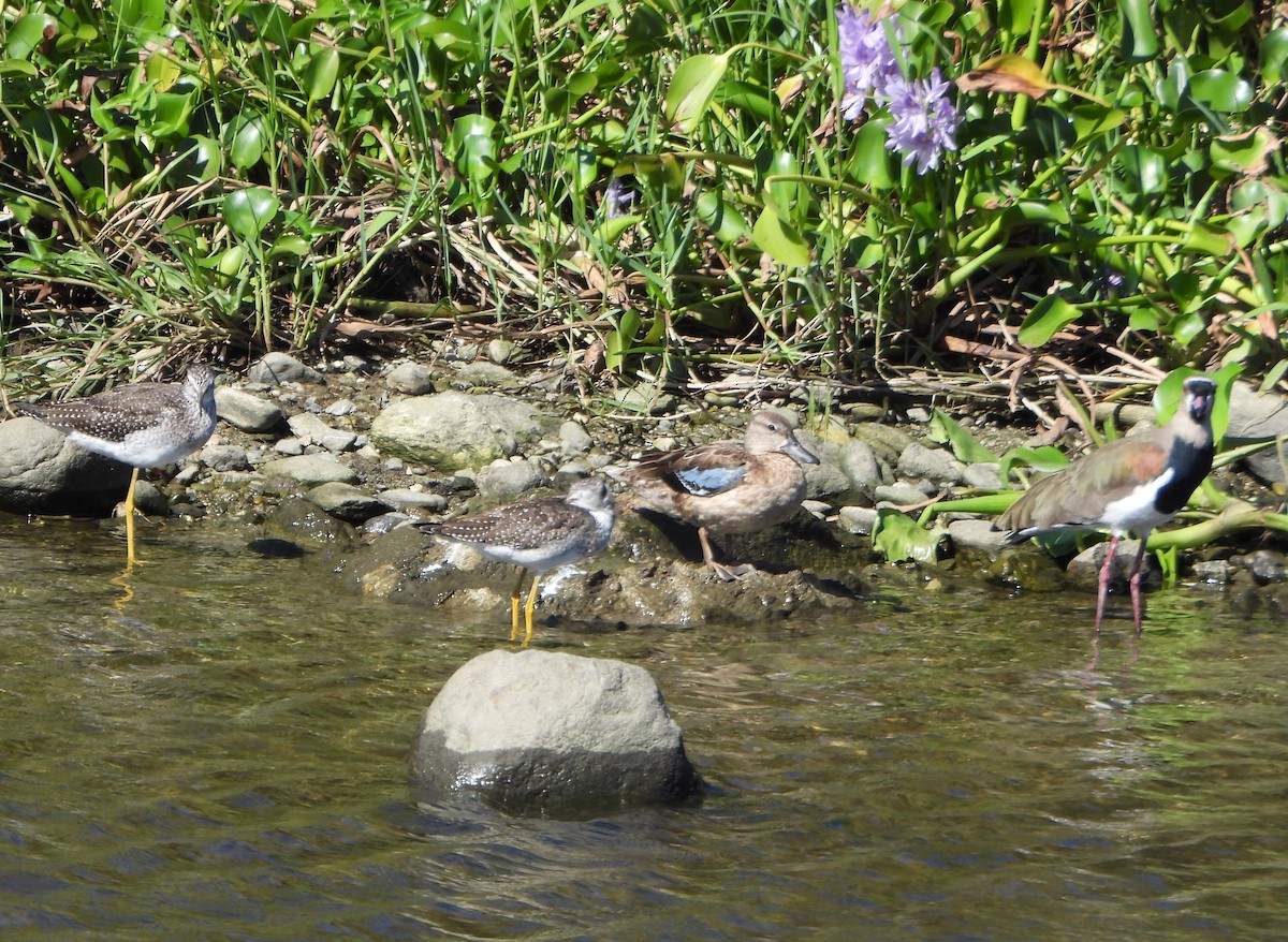 Zertzeta hegalurdina - ML645893748