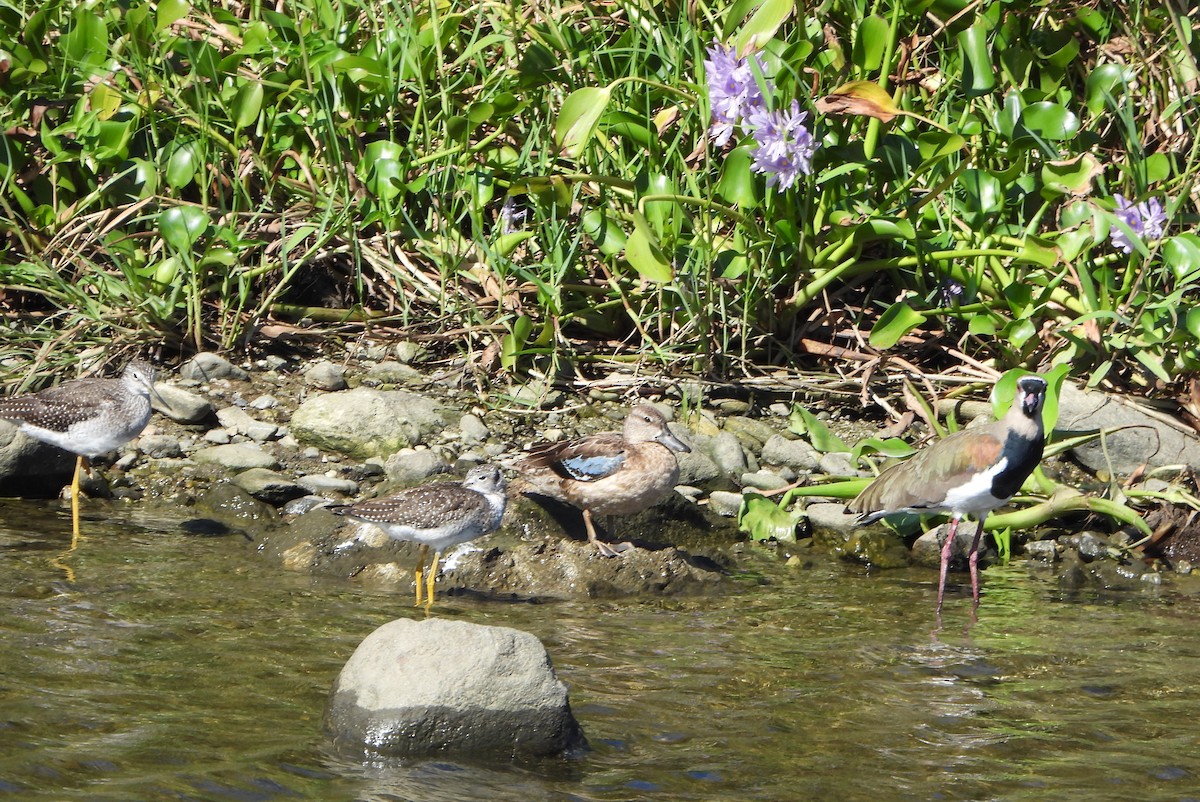 Zertzeta hegalurdina - ML645893749