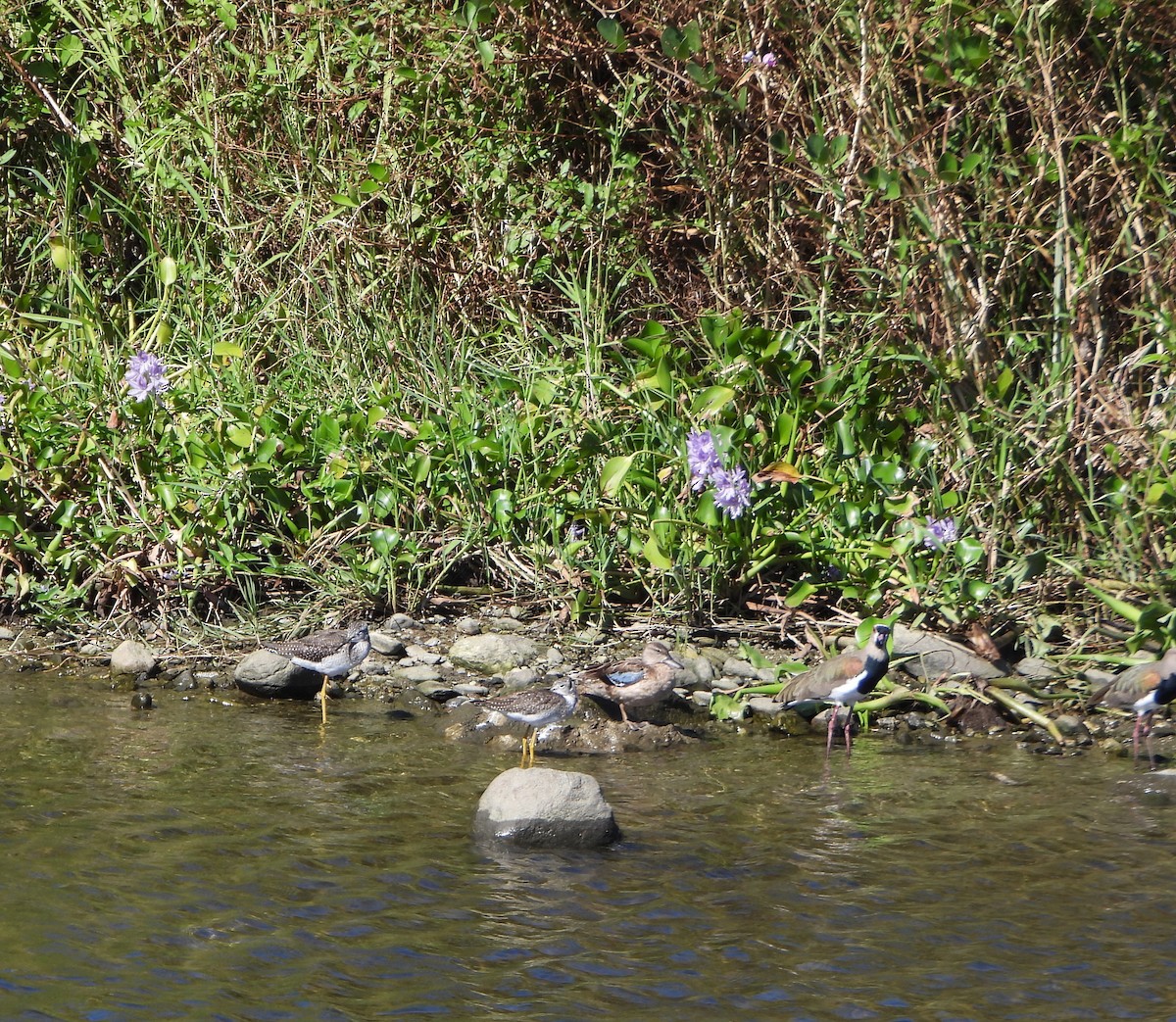 Zertzeta hegalurdina - ML645893750