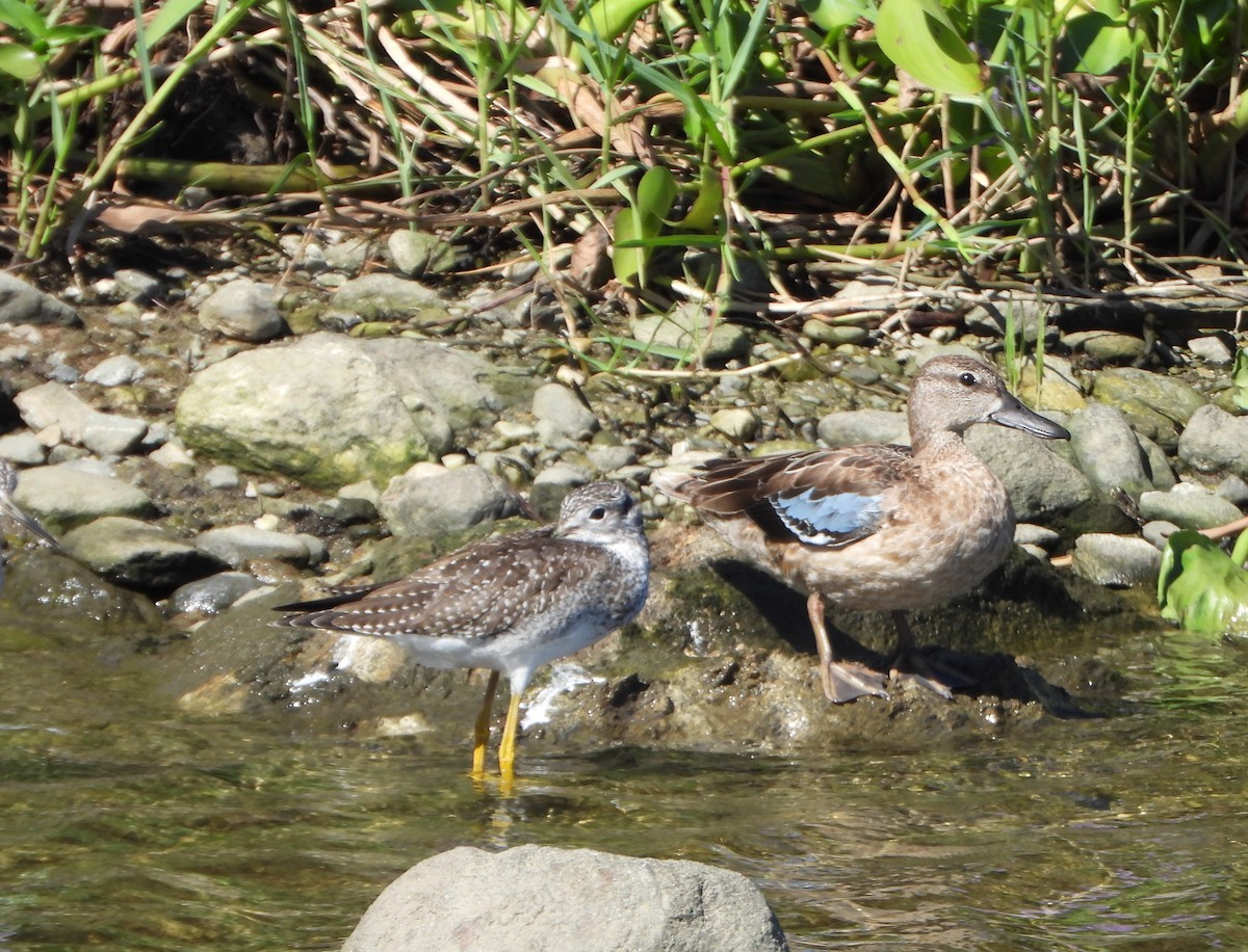 Zertzeta hegalurdina - ML645893752