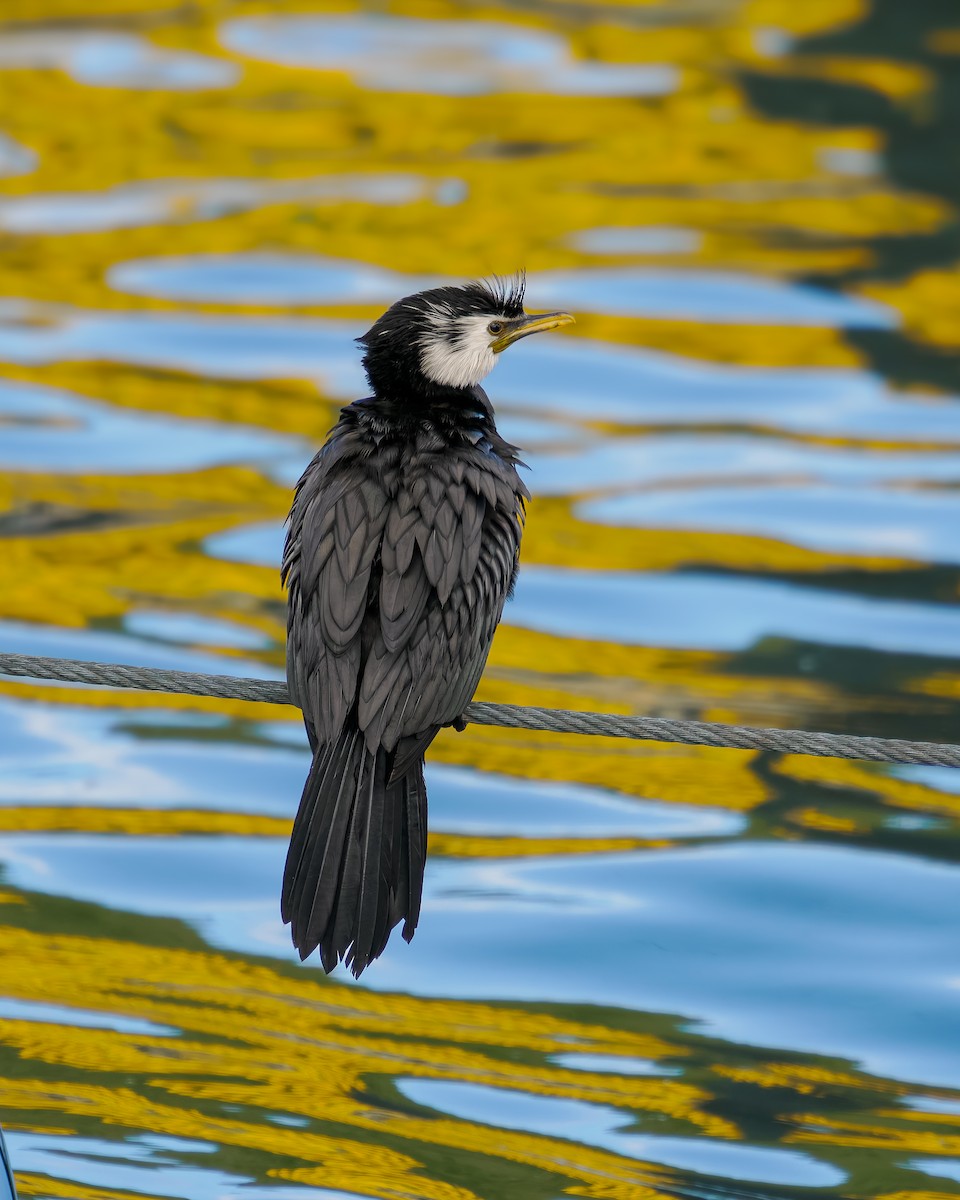 kortnebbskarv - ML645893753