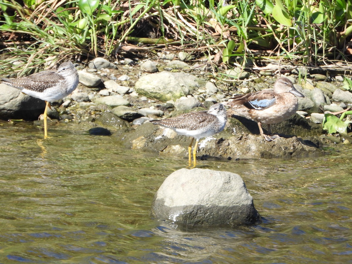 Zertzeta hegalurdina - ML645893756