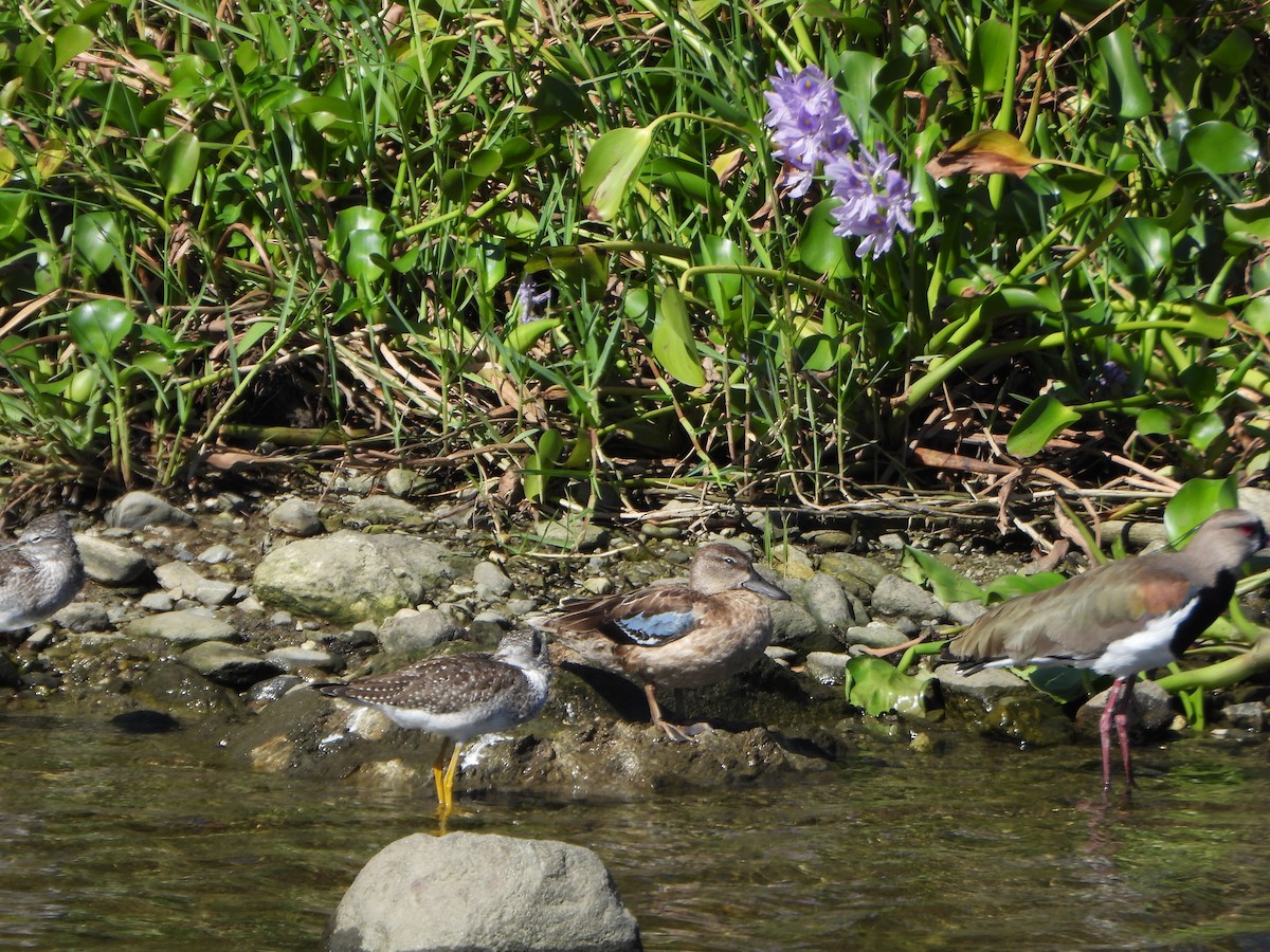 Zertzeta hegalurdina - ML645893758