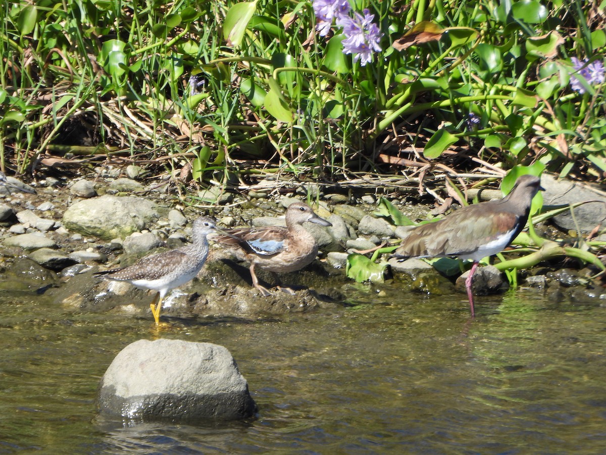 Zertzeta hegalurdina - ML645893760