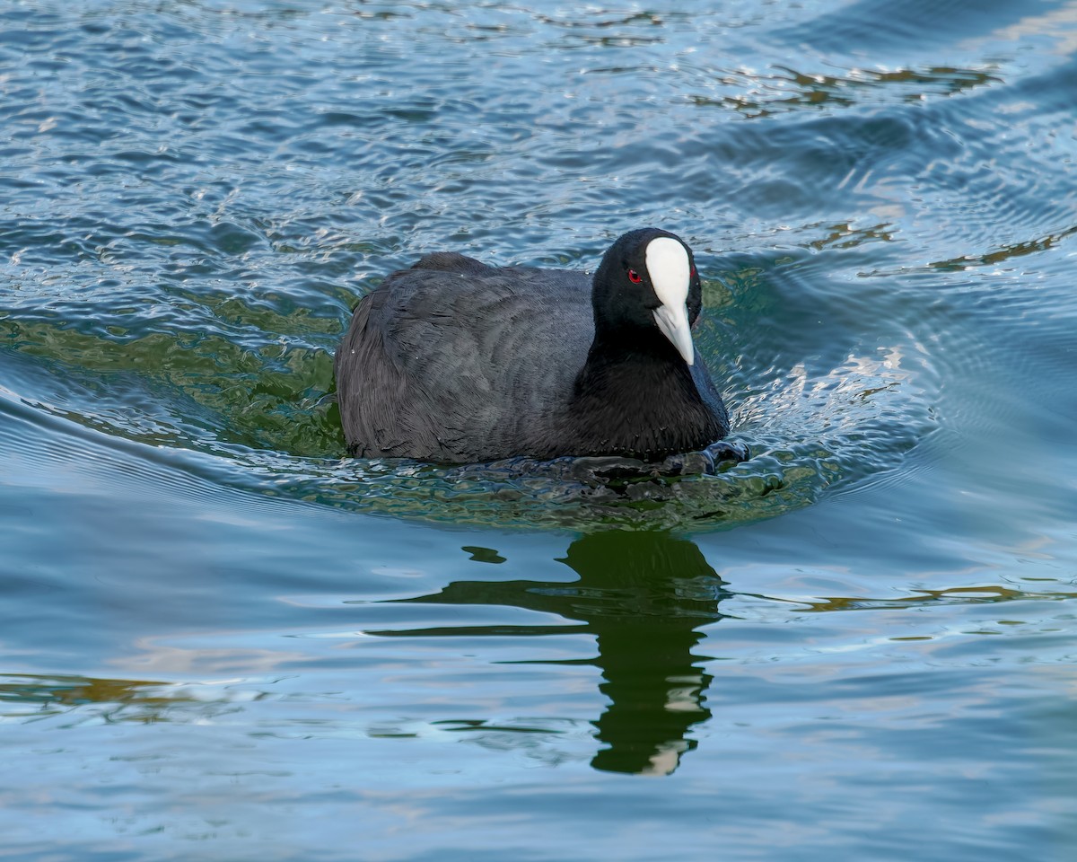 sothøne - ML645893768