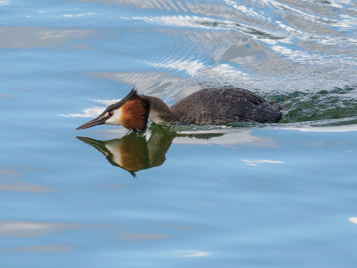 toppdykker - ML645893776