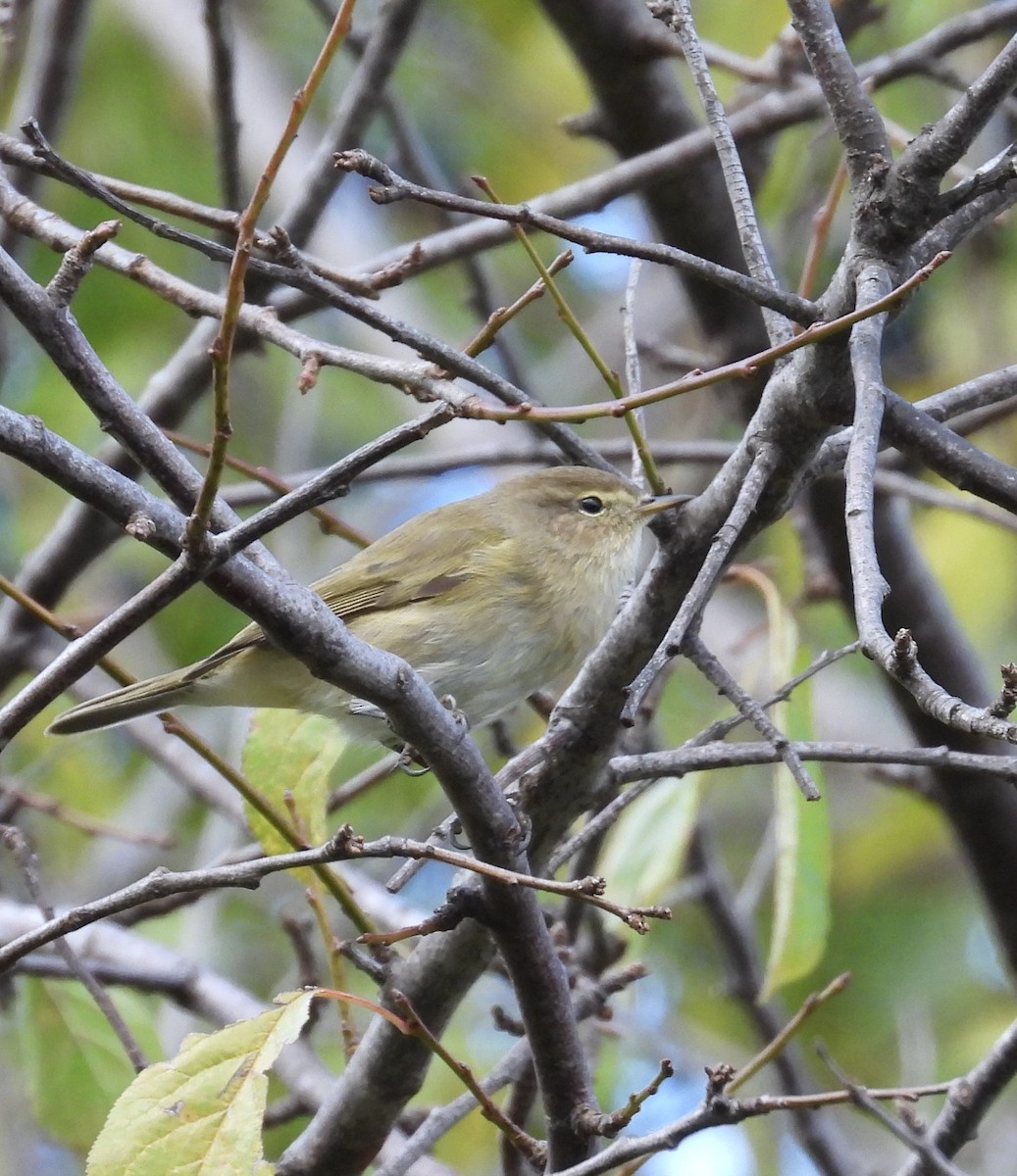 Common Chiffchaff - ML645893782