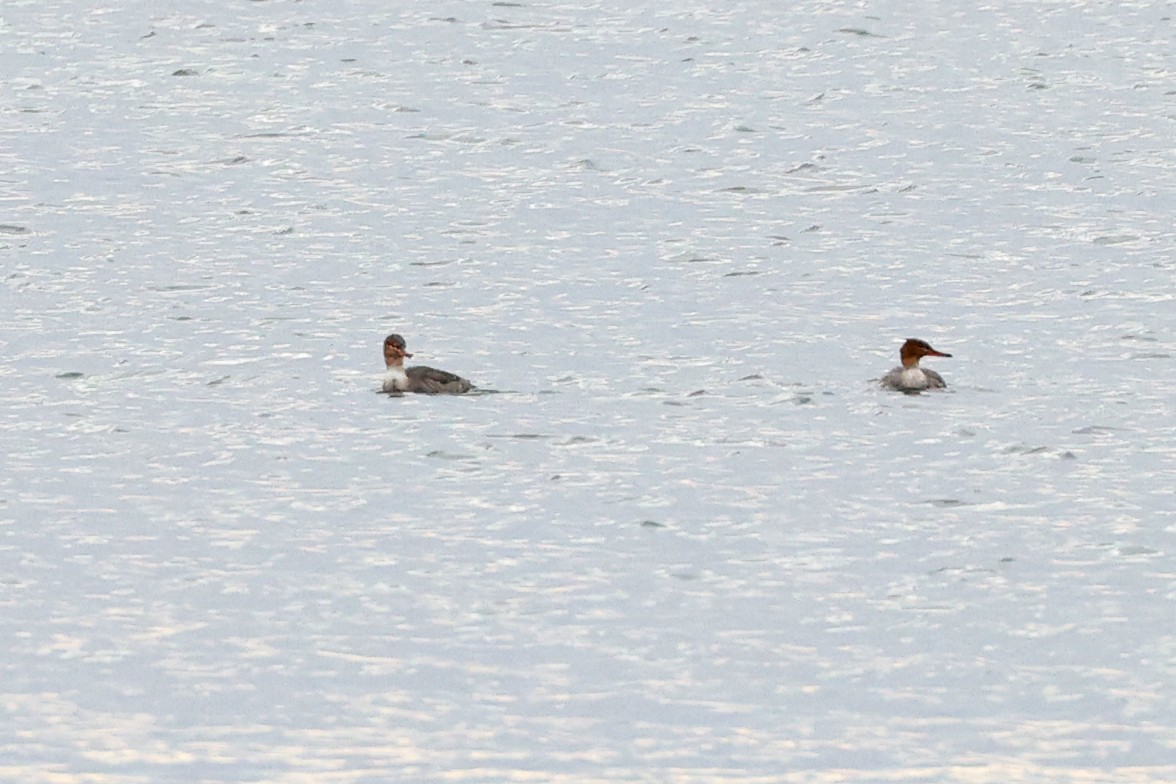 Red-breasted Merganser - ML645893784
