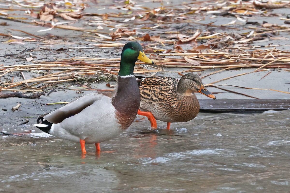 Mallard - ML645893786