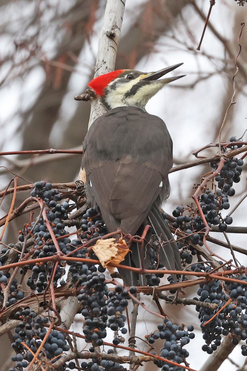 Pileated Woodpecker - ML645893796