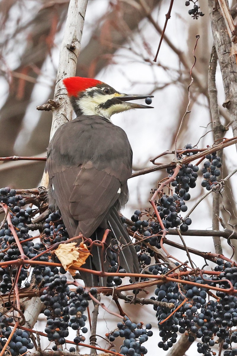 Pileated Woodpecker - ML645893797