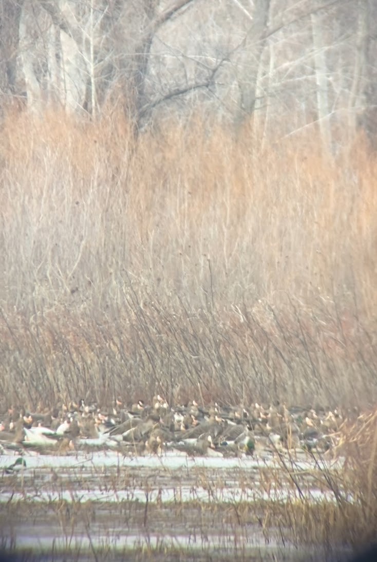 Sakarca - ML645893800