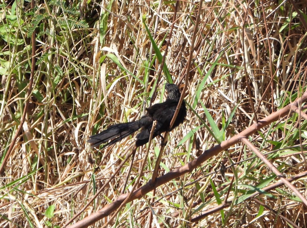 Ані товстодзьобий - ML645893801