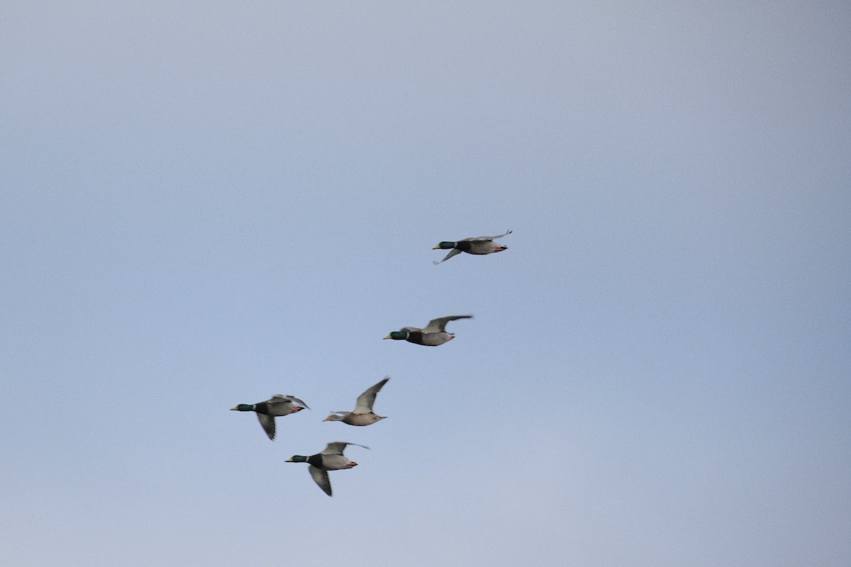 Yeşilbaş - ML645893803