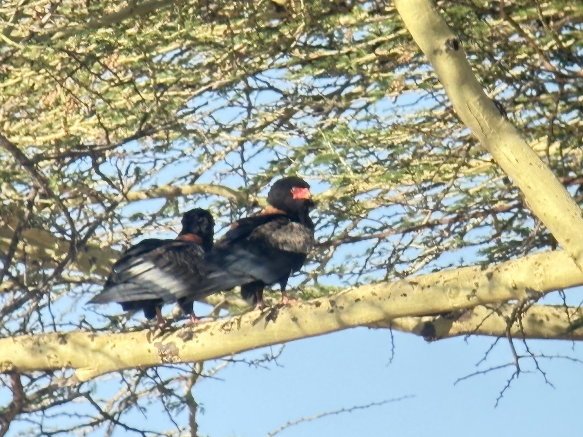 Bateleur - ML645893805