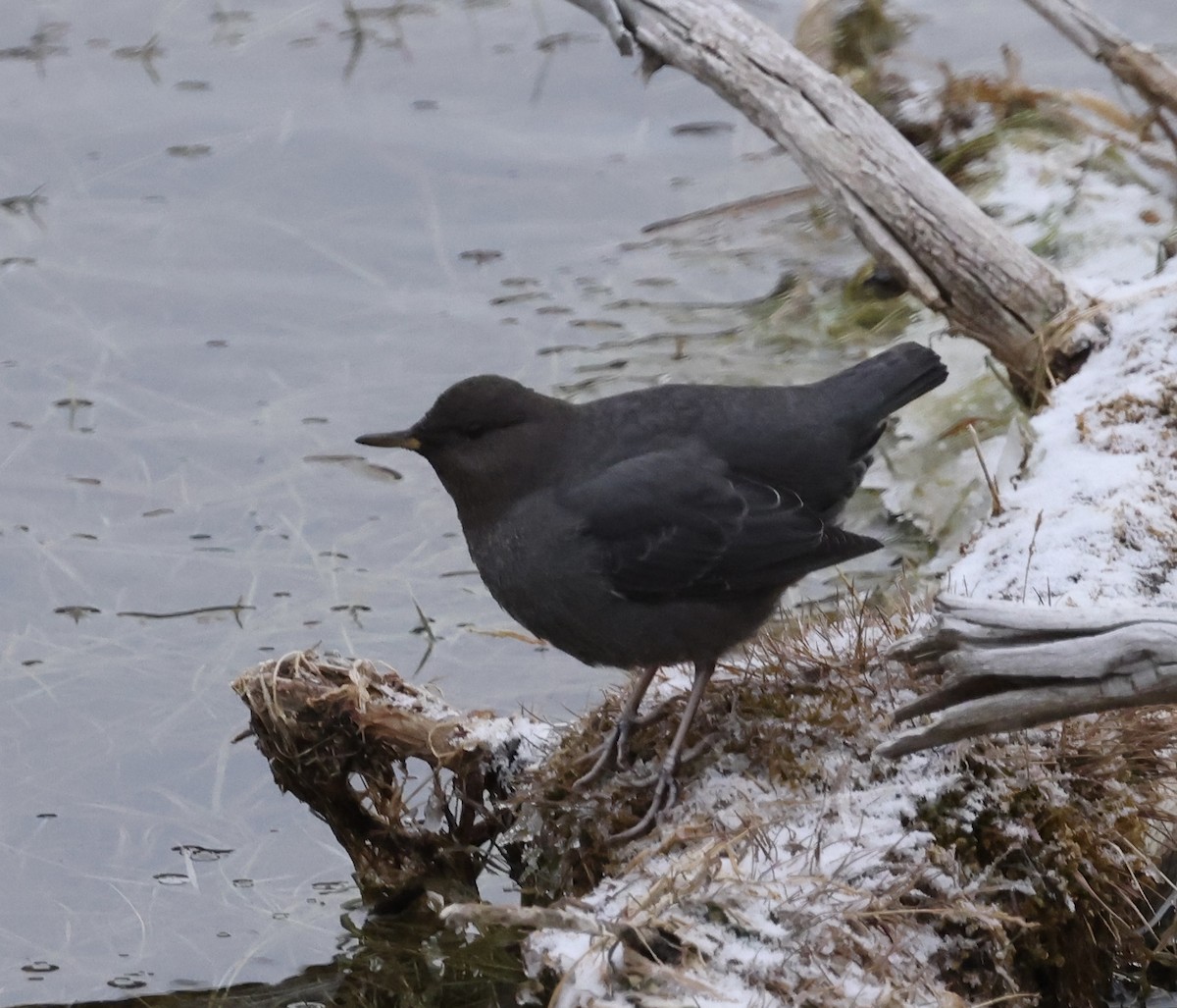 Ur-zozo iparramerikarra - ML645893807