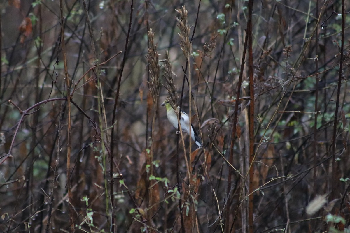 American Goldfinch - ML645893809