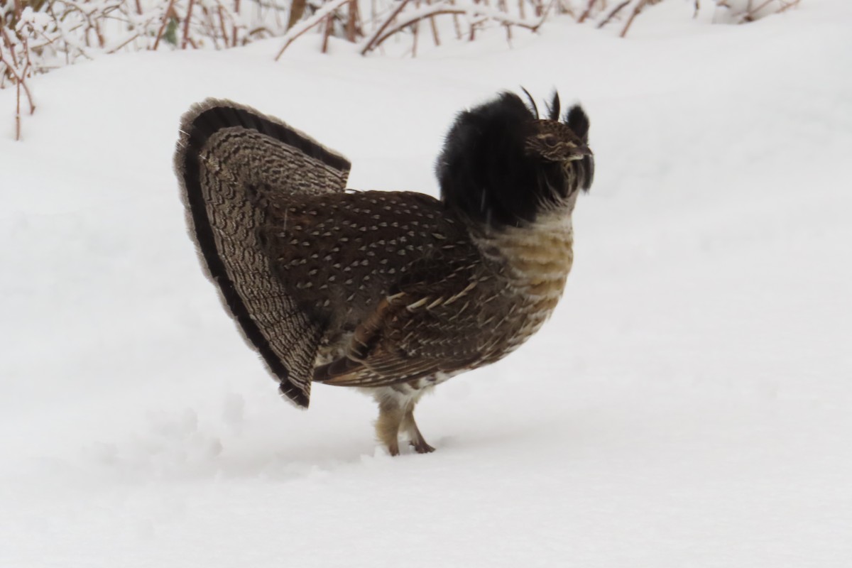 jeřábek kanadský - ML645893811