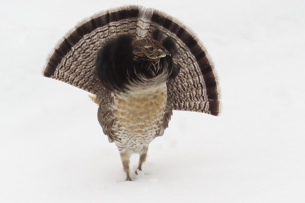 jeřábek kanadský - ML645893816