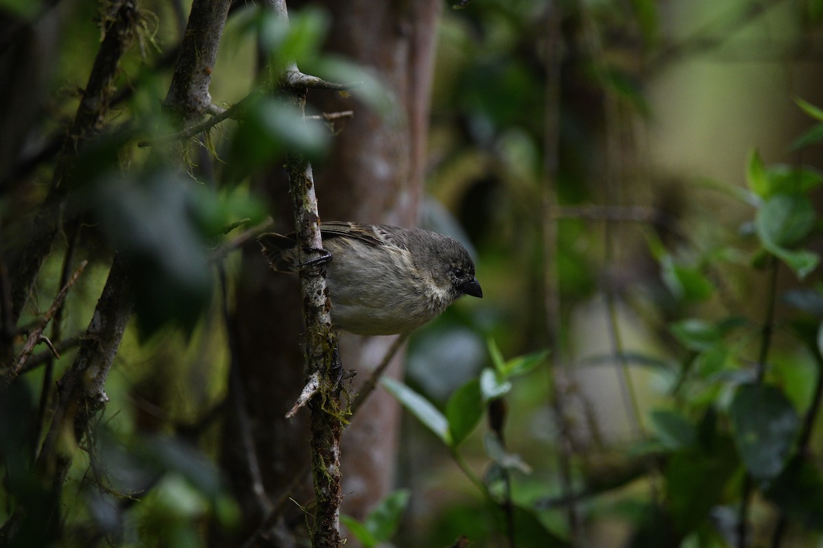 Small Tree-Finch - ML645893818