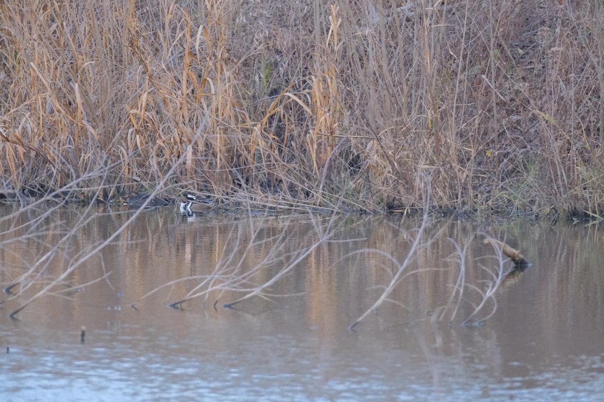 Başlıklı Tarakdiş - ML645893820