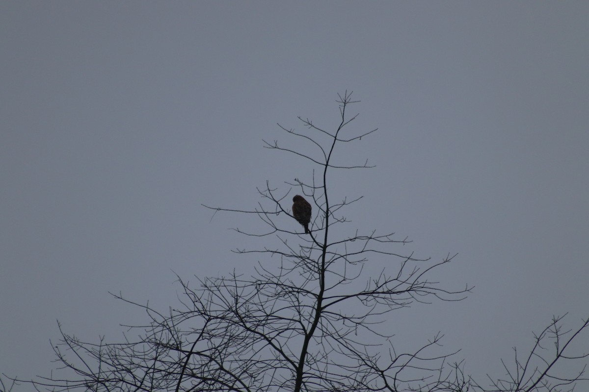 Red-shouldered Hawk - ML645893823