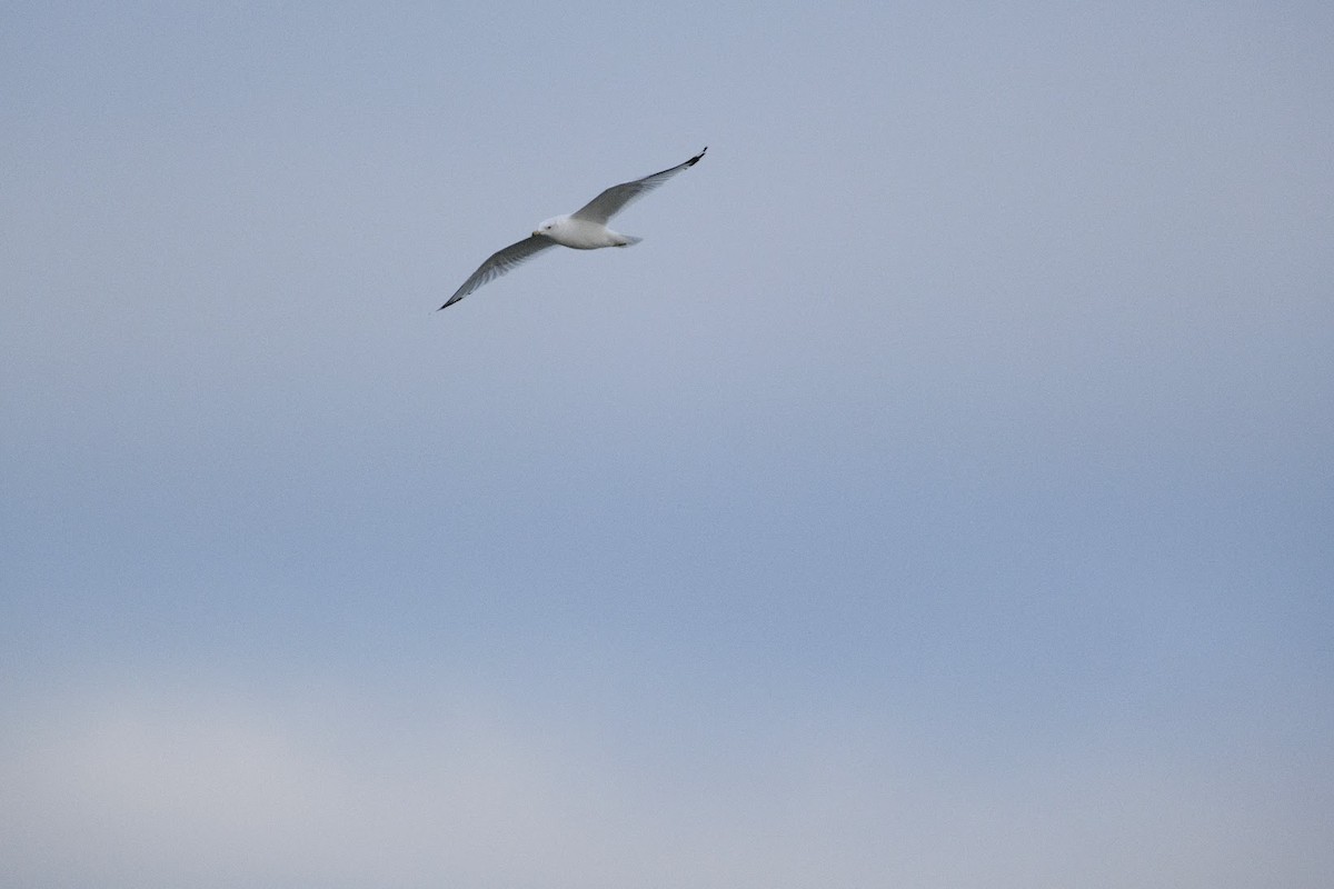 Halkalı Martı - ML645893824