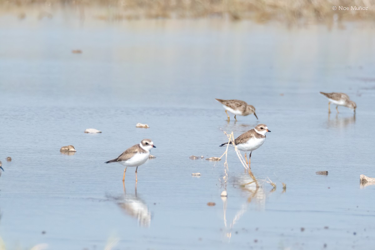 Semipalmated Plover - ML645893825