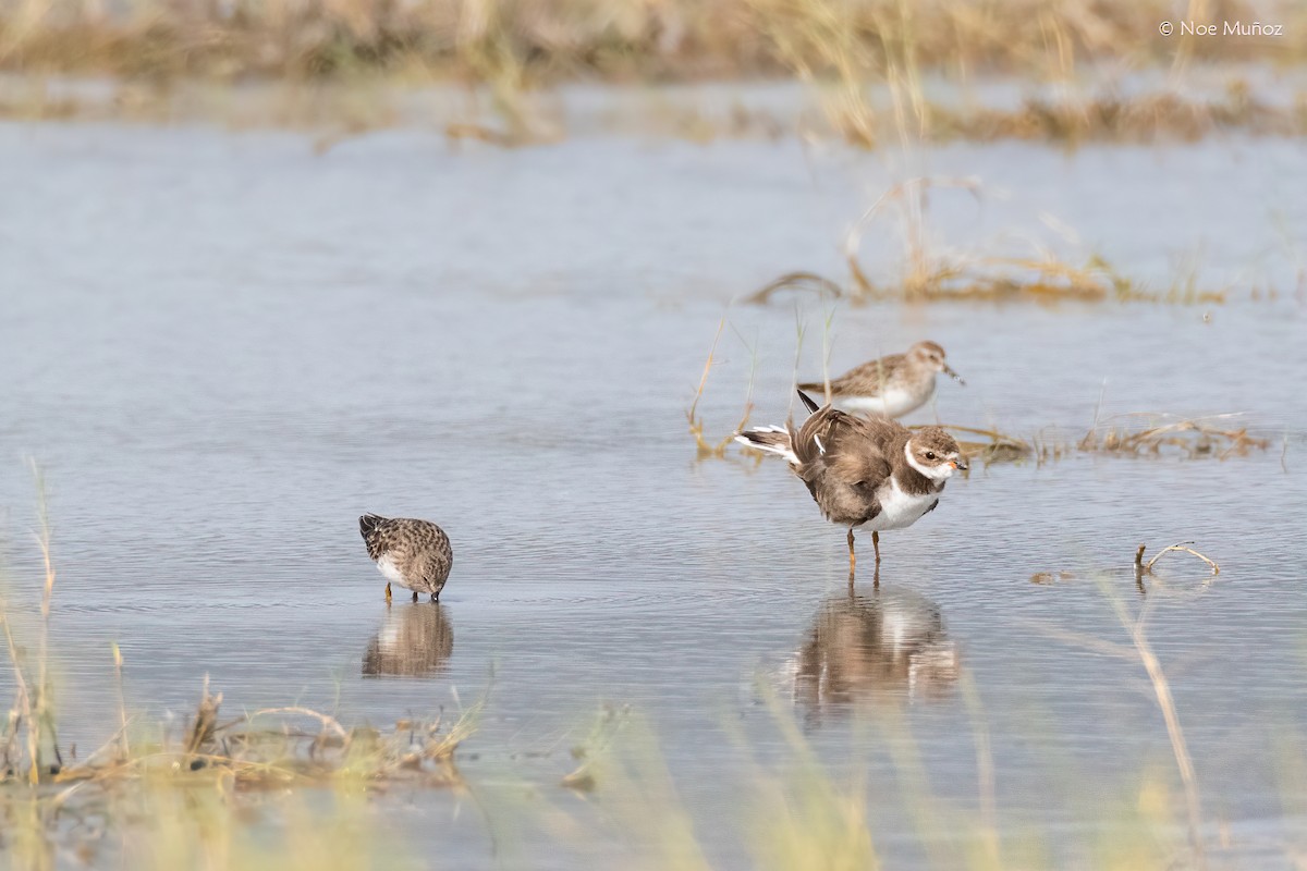 Semipalmated Plover - ML645893828