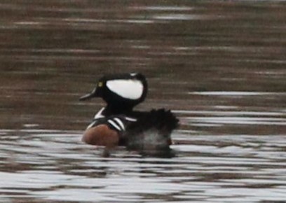 Hooded Merganser - ML645893829