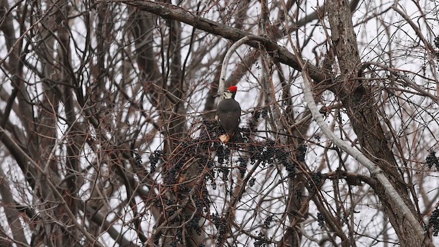 Pileated Woodpecker - ML645893836