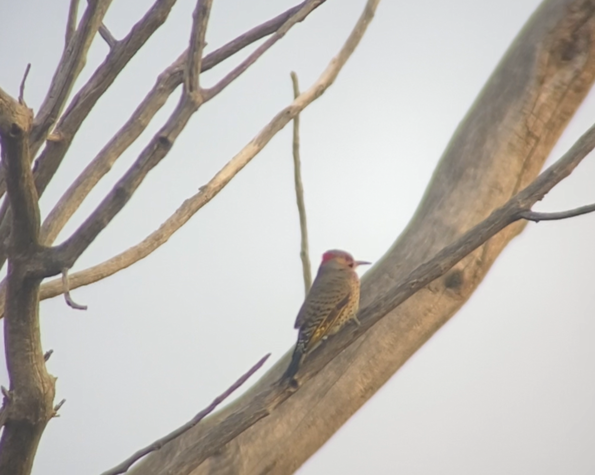 Altın Ağaçkakan (auratus/luteus) - ML645893837