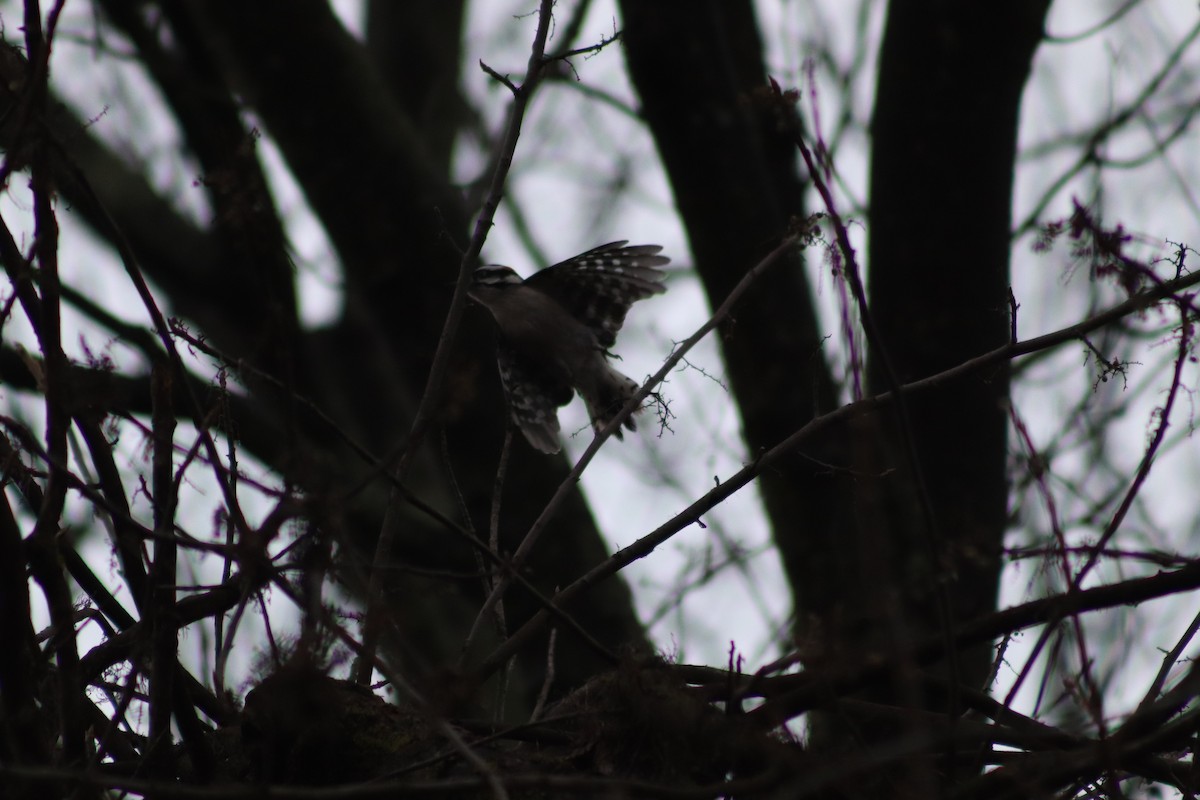 Downy Woodpecker - ML645893838