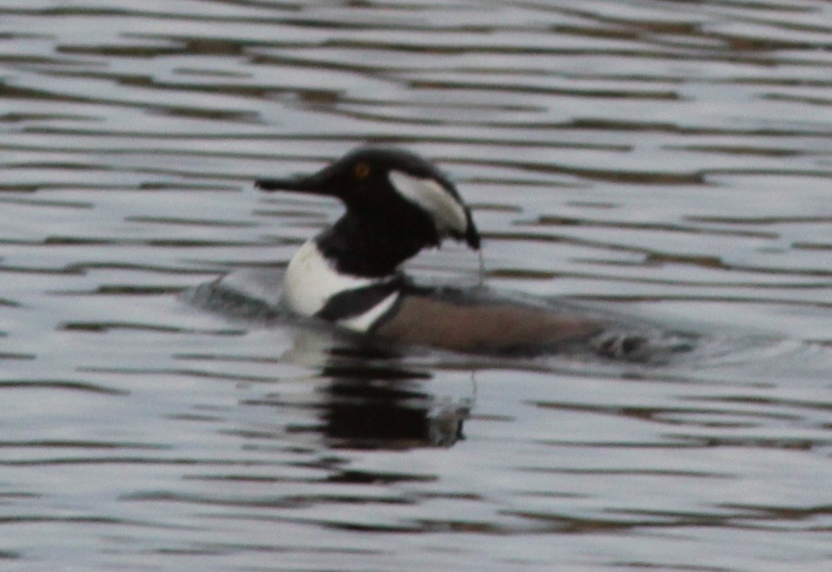 Hooded Merganser - ML645893839