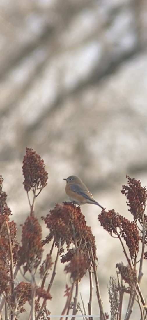 Doğulu Mavi Ardıç - ML645893845