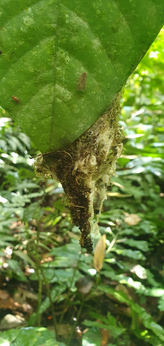 White-browed Hermit - ML645893848