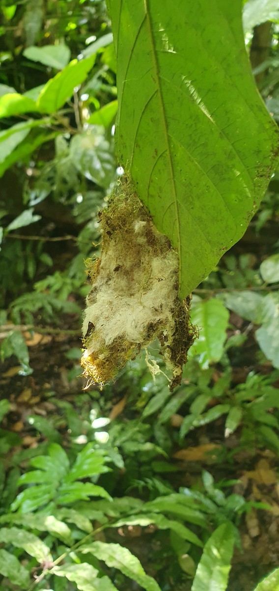 White-browed Hermit - ML645893849